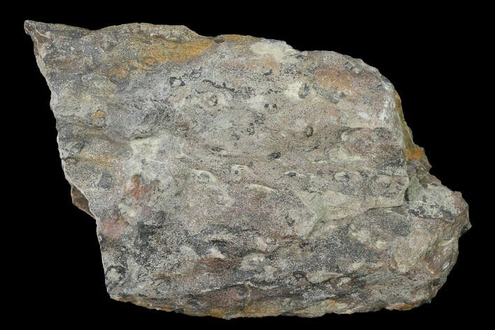 Fossil Lycopod Tree Root (Stigmaria) - Kentucky #143719